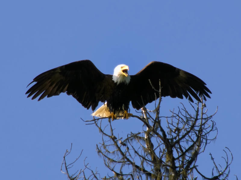 Bald Eagle drying its feathers in the morning sun, Drewry Lake, South Cariboo, BC